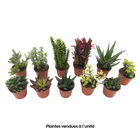 Plantes Succulentes mix, pot Ø8,5cm